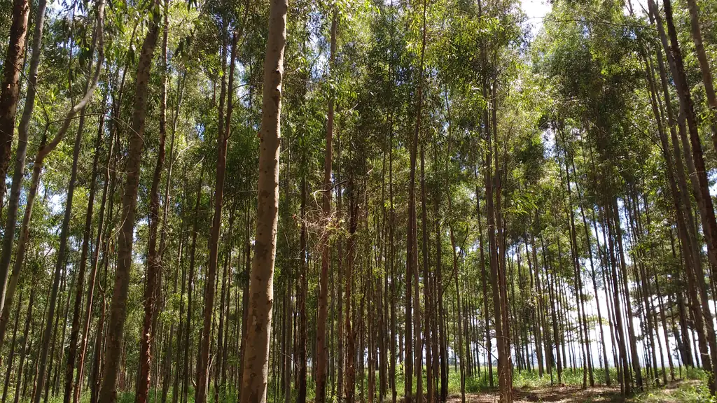 Plantio adulto de troncos altos e retos, visto de dentro do talhão