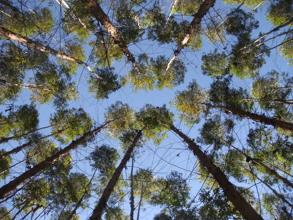 Copas de árvores altas vistas de baixo, contra o céu azul
