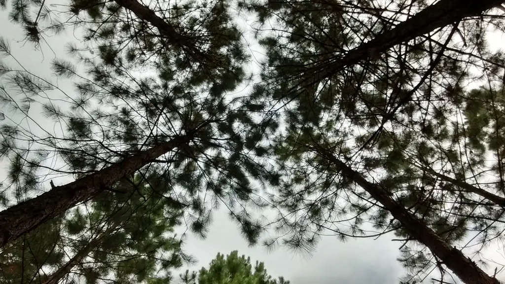 Galhos de coníferas vistos de baixo, contra o céu nublado