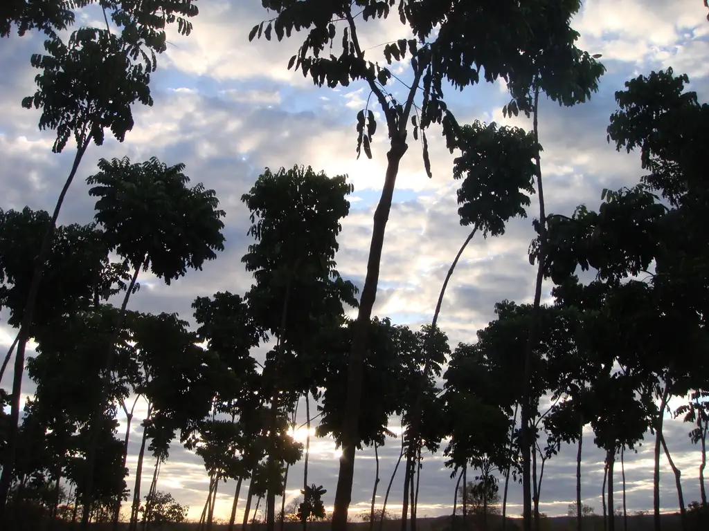 Silhuetas de copas contra o céu ao entardecer