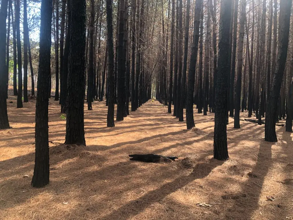 Plantio de coníferas com o chão coberto de acículas