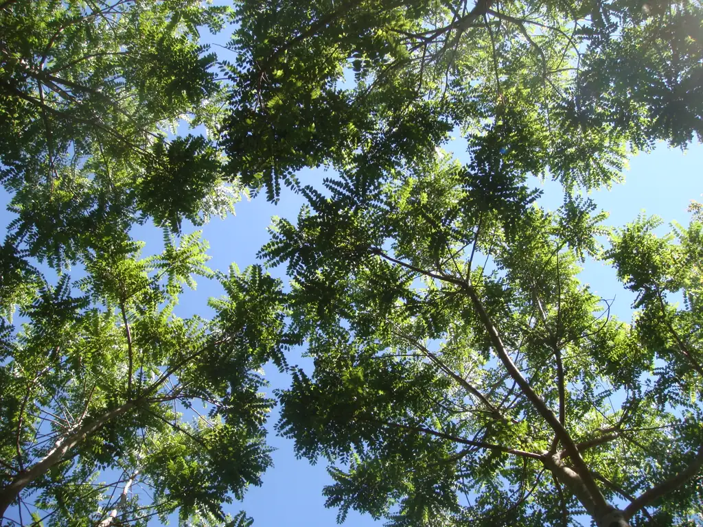Folhagem vista de baixo, contra o céu azul