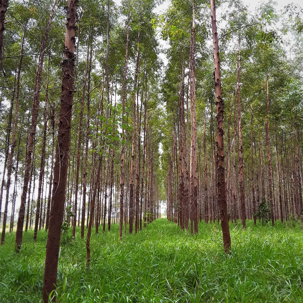 Fileiras de troncos altos e finos sobre gramado